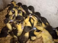 Pekin german — foto 7