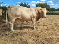 ثور, Charolais cattle — الصورة 4
