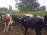 황소, Simmental cattle — 사진 2