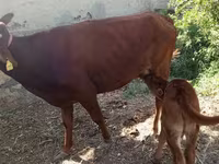 ላም, Cattle — ፎቶ 2