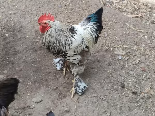 Chickens
