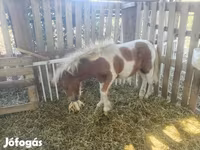 گھوڑا, Miniature horse — تصویر 2