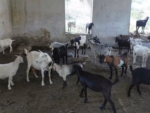 شتر ماده, شتر