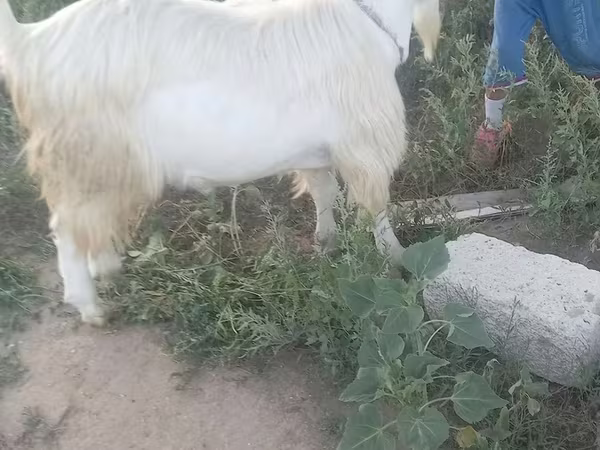 Ged, Saanen goat