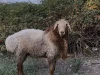 Widder, Rhon sheep — Foto 1