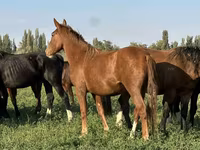 घोड़ी, घोड़े — फ़ोटो 4