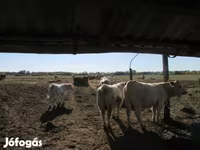 วัวตัวผู้, Charolais cattle — รูปภาพ 5