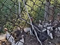 Turkeys — zdjęcie 5