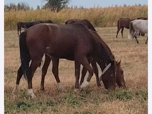 Faras dhaddig, Kazakh horse