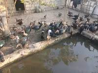 Ducks — عکس 7
