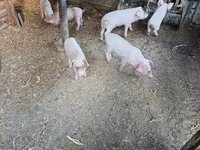 Porci (lot, sex nespecificat), Porci — foto 1