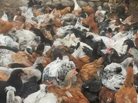 Chickens — foto 3
