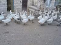 Geese — foto 2
