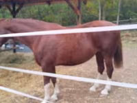 مادیان, Dutch warmblood horse — عکس 2