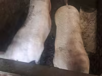 Süldőanya, Sertések — 3. fotó