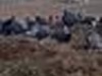 Turkeys — foto 6
