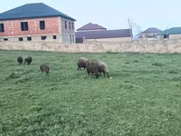 Biri-biri betina, Sheep — foto 3