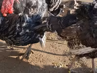 ብሮንዝ — ፎቶ 7