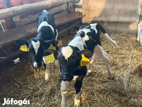 วัวตัวผู้, Russian Black pied cattle