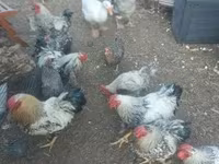 ዴንማርክ ሄን — ፎቶ 3