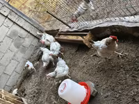 Ադլեր Սիլվեր — լուսանկար 3