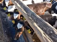 Lembu jantan, Cattle — foto 4