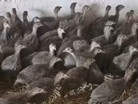 Guinea fowl — 照片 2