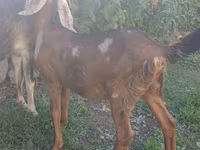 Bode, Nubian Goat — foto 4