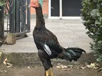 Chickens — fotografija 1
