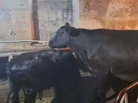 காளை, மாடுகள் — புகைப்படம் 3