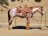 公马, National Show Horse — 照片 1