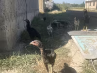 Chickens — foto 3