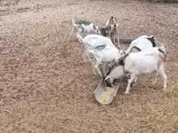 ஆண் வெள்ளாடு, வெள்ளாடுகள் — புகைப்படம் 1