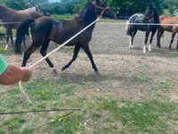 Hingst, Hucul pony — foto 2