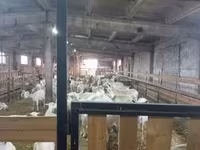 Geit, Toggenburg goat — foto 3