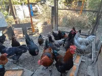 मराँस — फ़ोटो 2