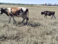 Bull, Cattle — photo 2