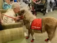 Cavalla, Miniature horse — foto 4