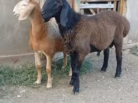Bélier, Arashan sheep — photo 4