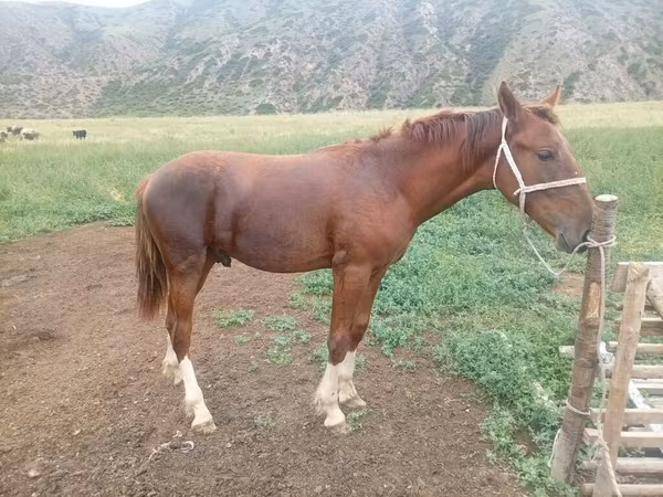 Horse (M), Horse breed — Kyrgyzstan