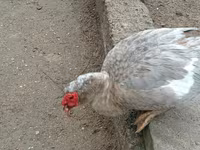 Ducks — Foto 5