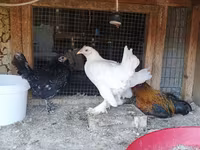 Chickens — foto 2