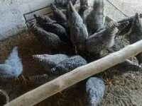 Chickens — Foto 1
