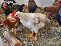 Chickens — foto 7