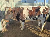 Tehén, Latvian Blue cattle — 7. fotó