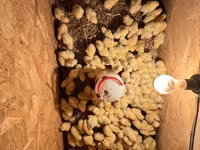 Chickens — عکس 1