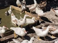 Ducks — Foto 7