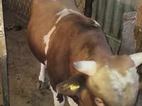 Bulle, Swiss cattle — Foto 5