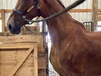 Klisna, Dutch warmblood horse — foto 4