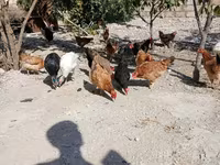 Chickens — zdjęcie 2